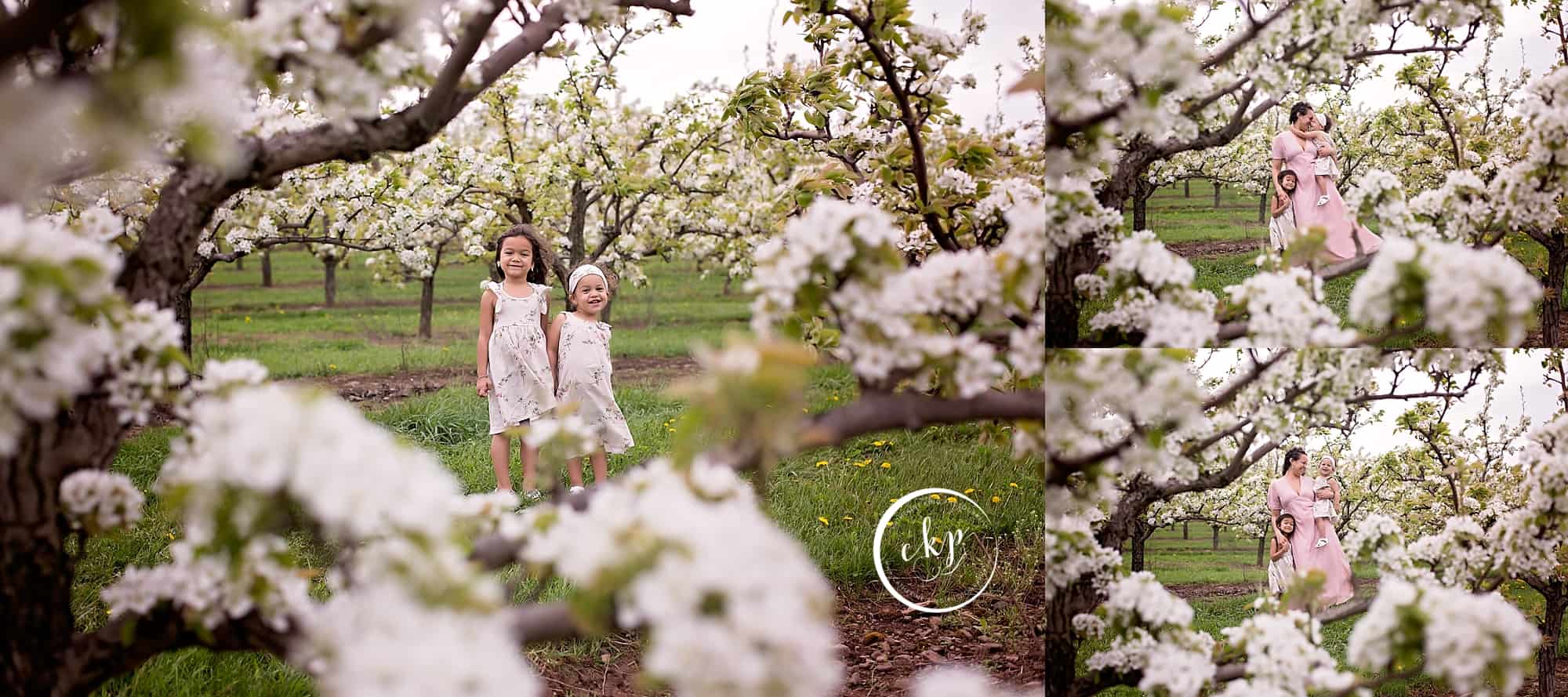 ct photographer at the pear and peach blossoms