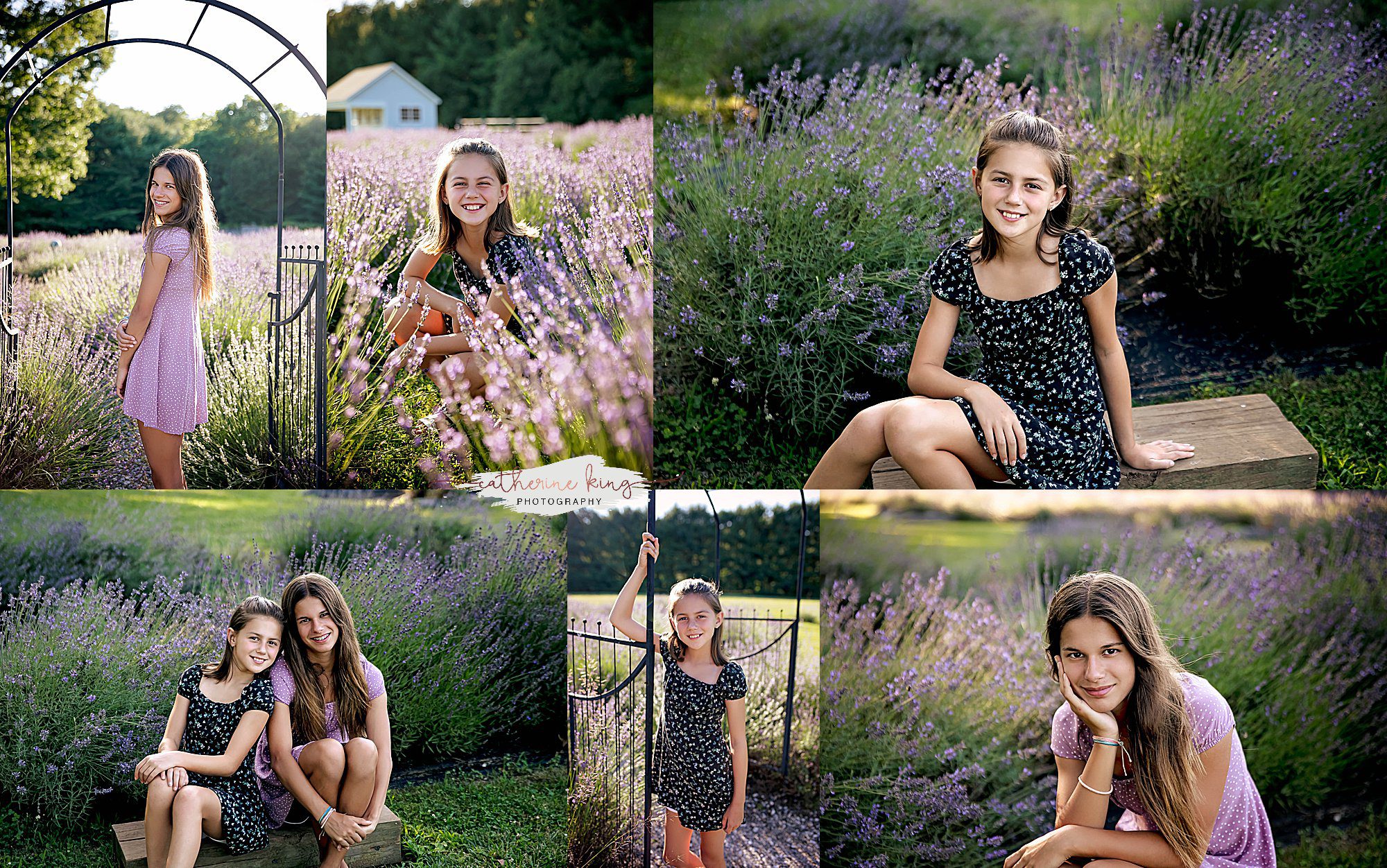 2024 Lavender Pond Farm photography minis in Killingworth, CT