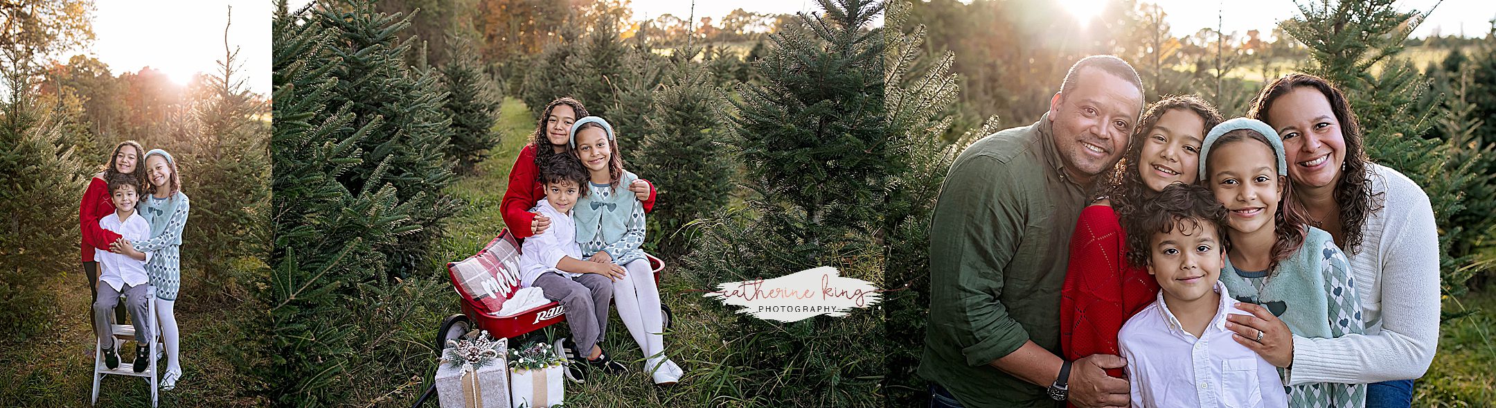 Tree Farm Mini Photography sessions in Connecticut for the Holidays