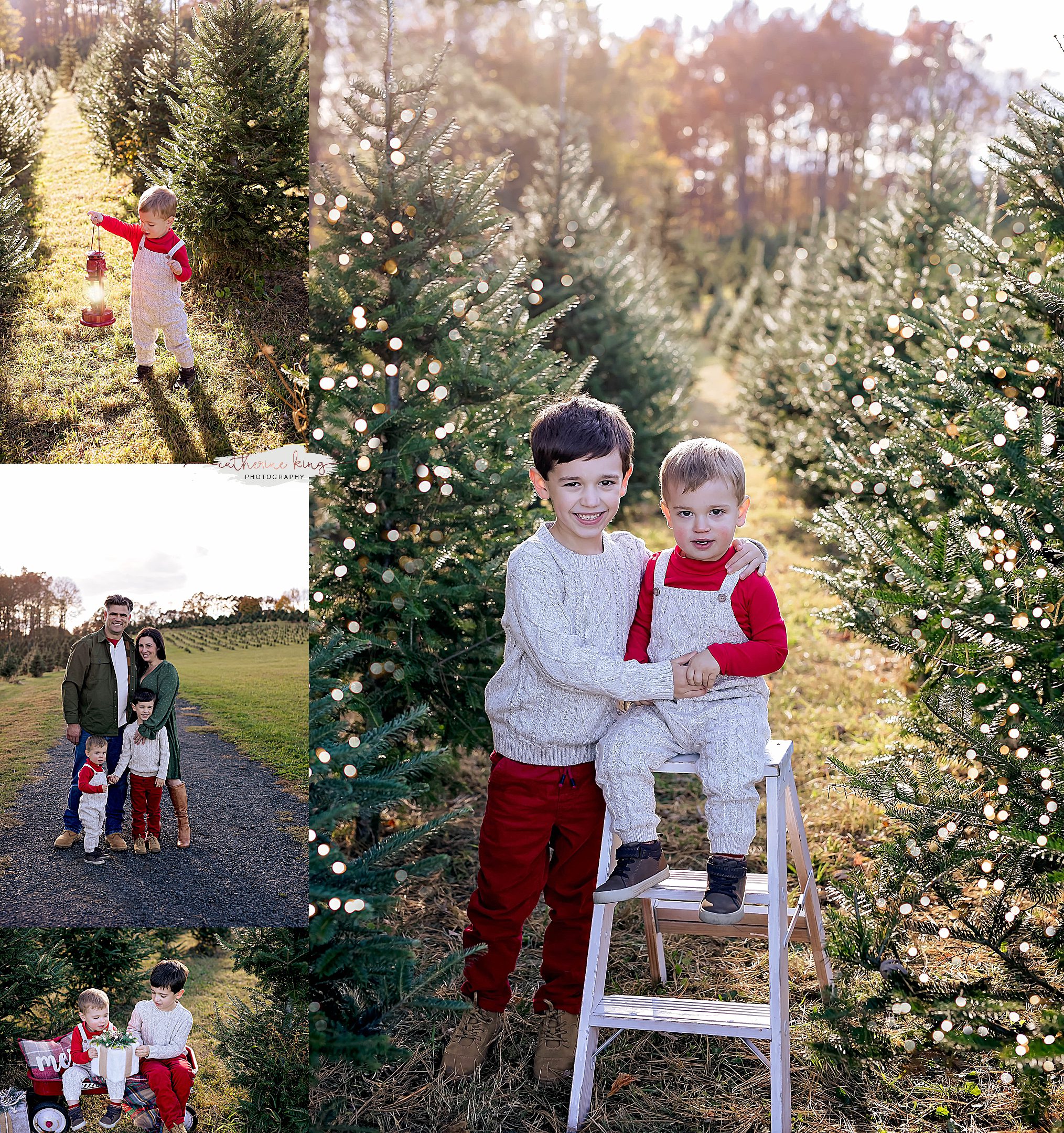 Tree Farm Mini Photography sessions in Connecticut for the Holidays