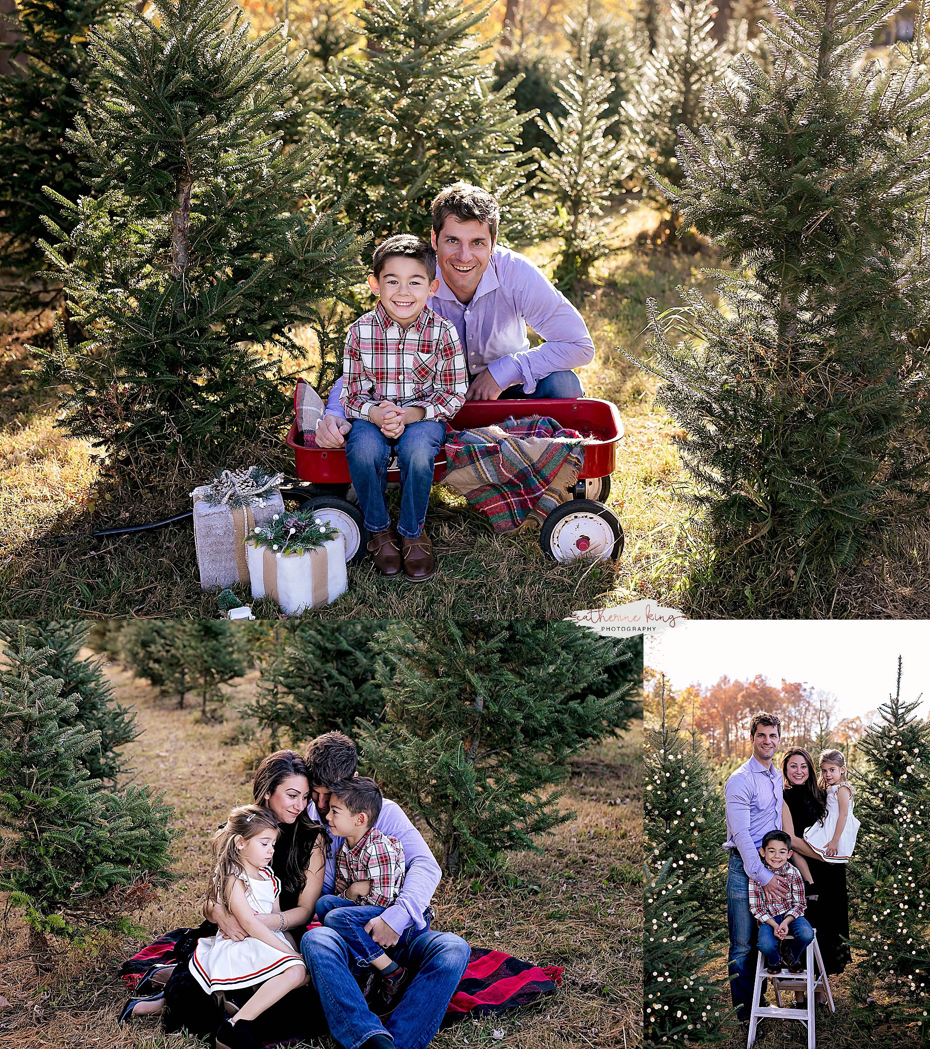 Tree Farm Mini Photography sessions in Connecticut for the Holidays