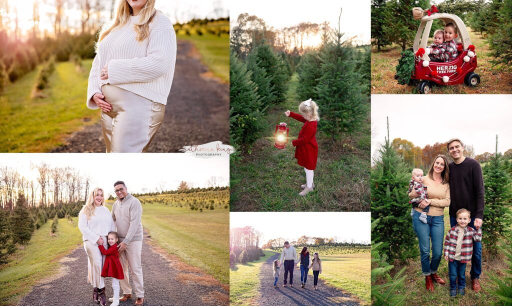 Christmas tree farm in Durham CT